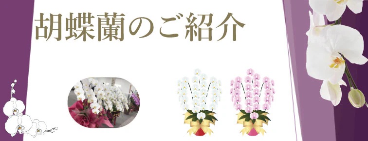 胡蝶蘭